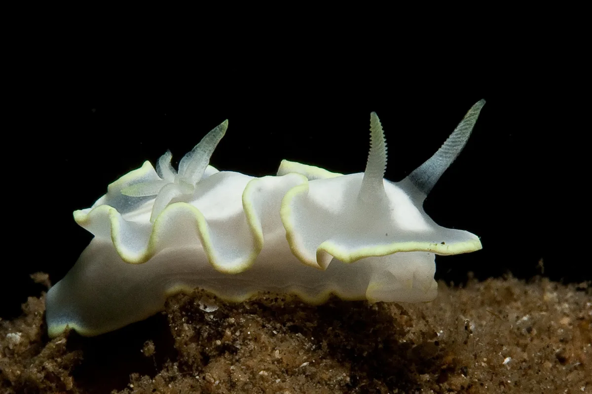 Glossodoris pallida 01 - Nudi Pixel