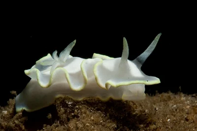 Glossodoris pallida 01 - Nudi Pixel