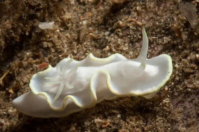 Glossodoris pallida 03 - Nudi Pixel