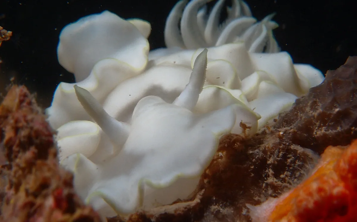virgin glossodoris