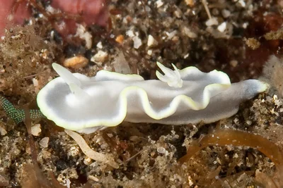 Glossodoris pallida 05 - Nudi Pixel