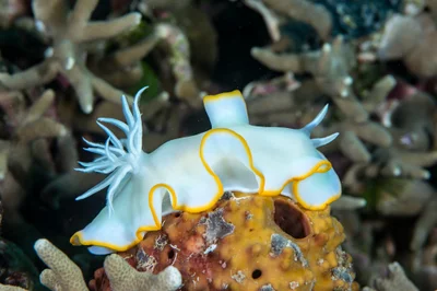 Glossodoris pallida (White Mantle Glossodoris (Nudibranch))