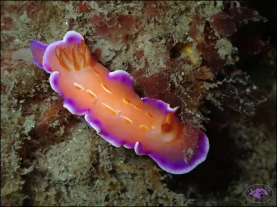 Nudibranch (Verconia sp.)