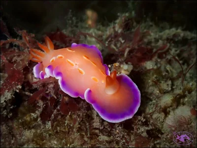 Nudibranch (Verconia sp.)