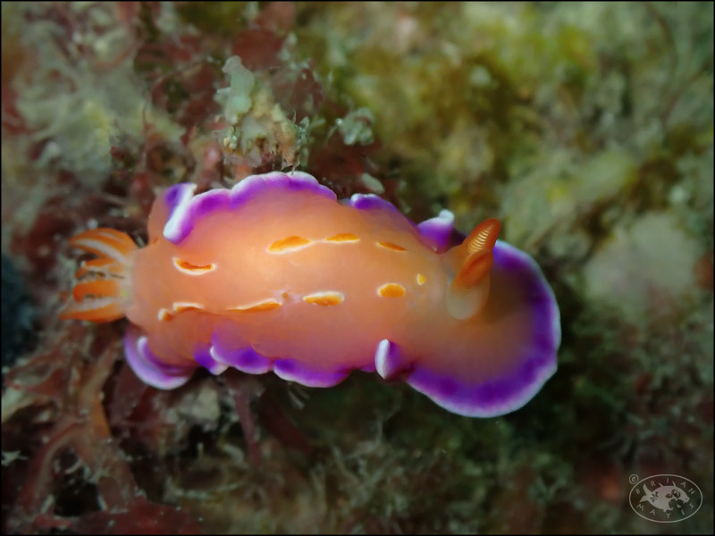 Nudibranch (Verconia sp.)