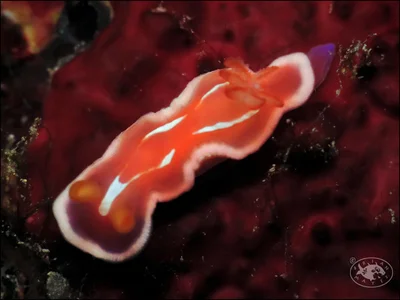 Nudibranch (Verconia alboannulata)