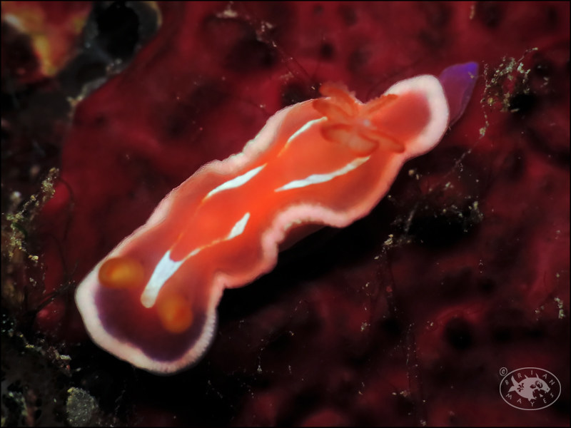Nudibranch (Verconia alboannulata)