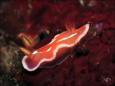Nudibranch (Verconia alboannulata)