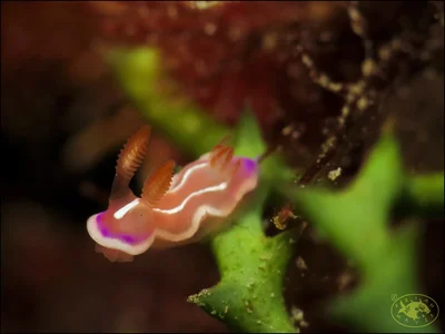 Nudibranch (Verconia alboannulata)