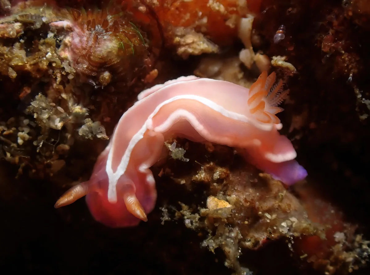 Verconia alboannulata