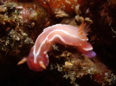Verconia alboannulata