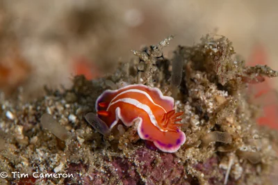 Verconia alboannulata - San Francisco, Southern Leyte, Philippines