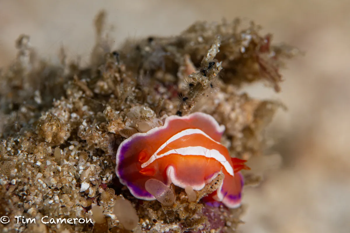 Verconia alboannulata - San Francisco, Southern Leyte, Philippines