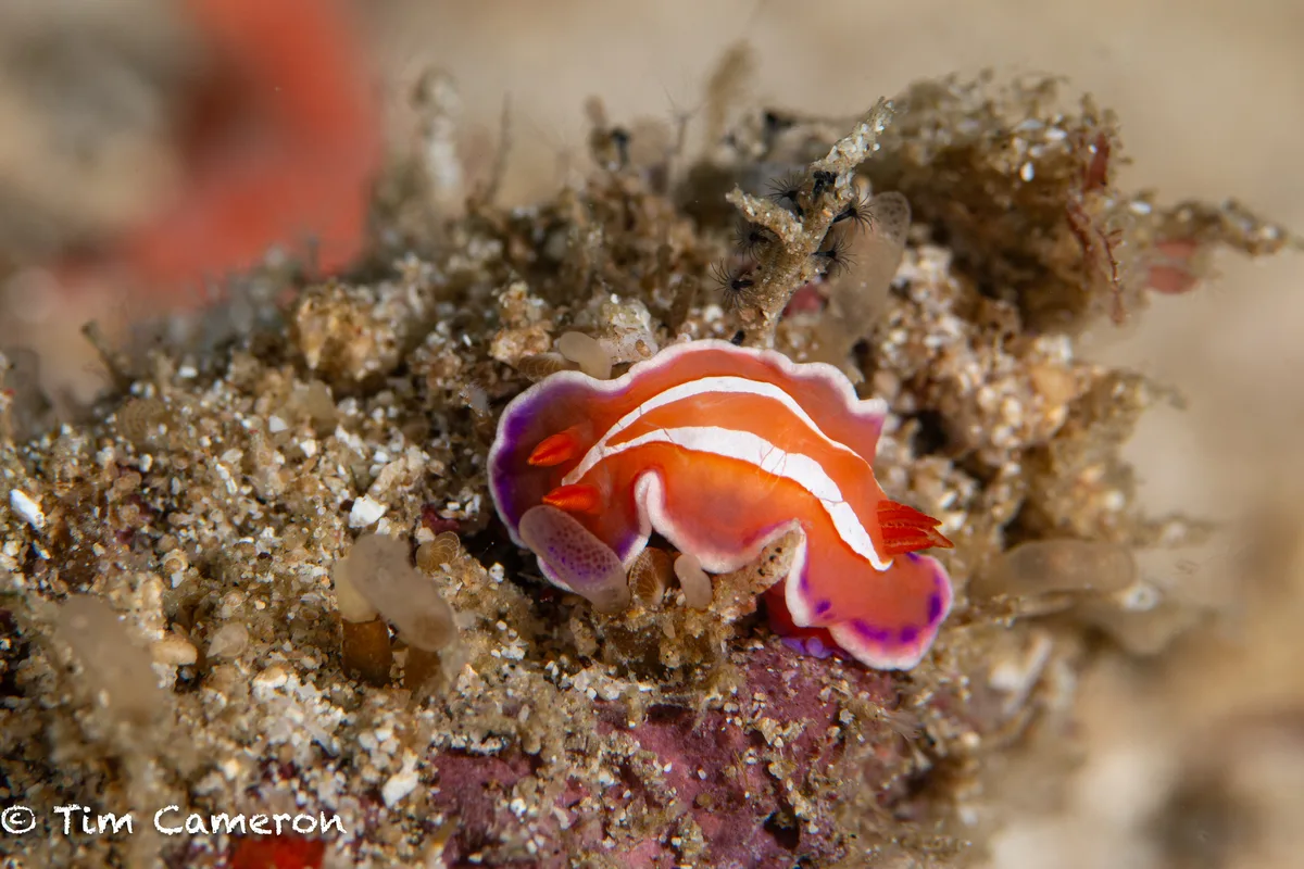 Verconia alboannulata - San Francisco, Southern Leyte, Philippines