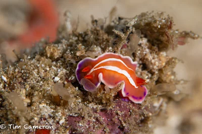 Verconia alboannulata - San Francisco, Southern Leyte, Philippines
