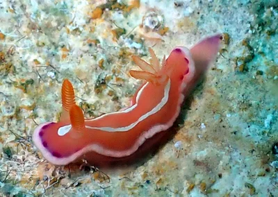 Verconia alboannulata - Romblon, PH