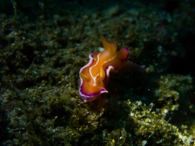 Verconia alboannulata - New Taipei, TW-NT-TP, TW