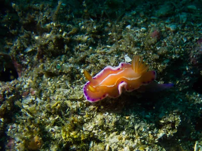 Verconia alboannulata - New Taipei, TW-NT-TP, TW