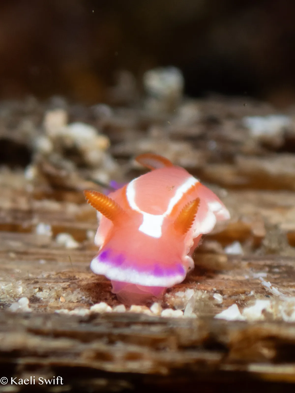 Verconia alboannulata - Bethlehem,Tingloy, Batangas, Philippines