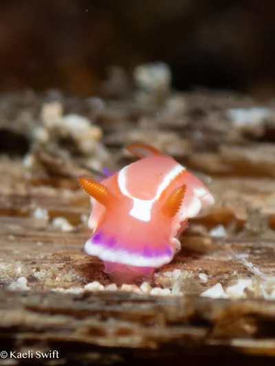 Verconia alboannulata - Bethlehem,Tingloy, Batangas, Philippines