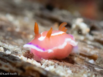 Verconia alboannulata - Bethlehem,Tingloy, Batangas, Philippines