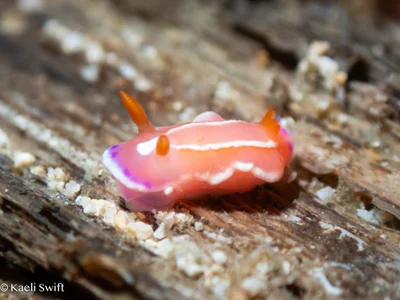 Verconia alboannulata - Bethlehem,Tingloy, Batangas, Philippines