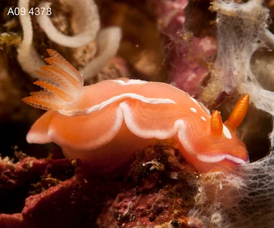 Verconia alboannulata - Bethlehem Tingloy, Batangas, Philippines