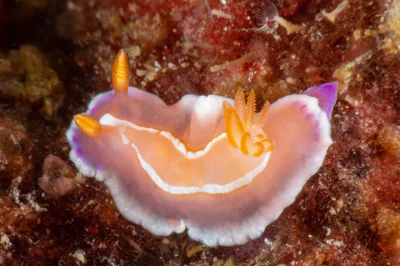 Verconia alboannulata - Batangas, PH