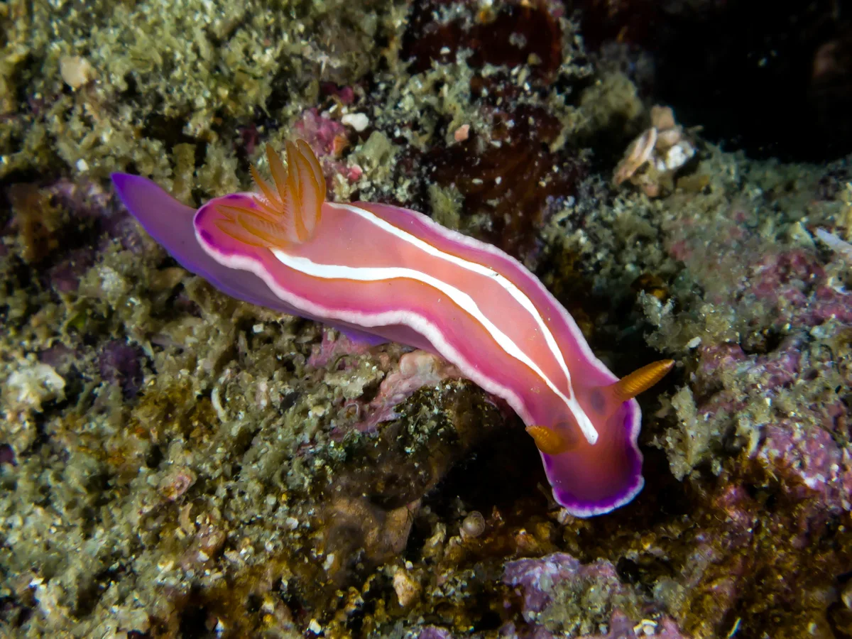 Verconia alboannulata - Marikaban Island, Tingloy, Philippines