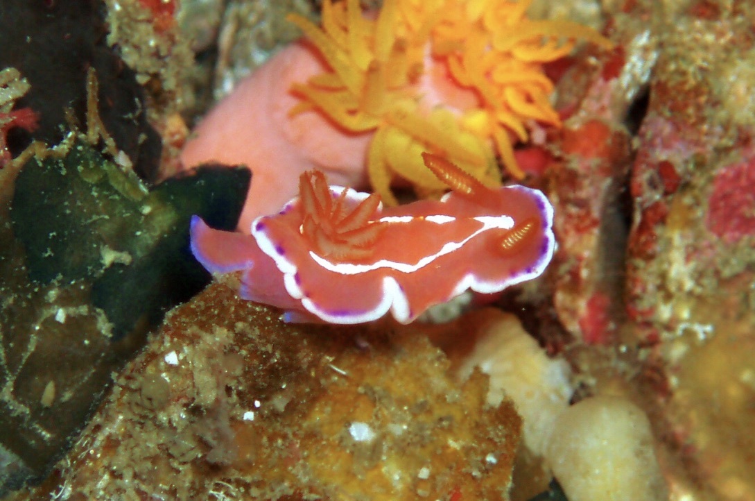 Verconia alboannulata - Malapascua, Philippines (Goto Island)