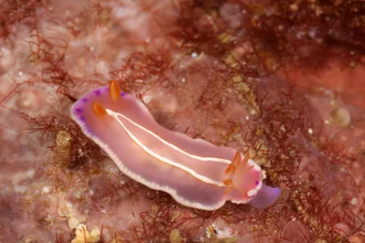 Verconia alboannulata - Manila Channel