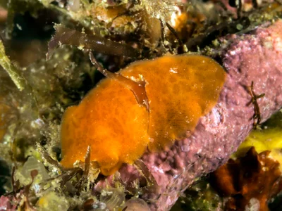 rostanga-lutescens-01