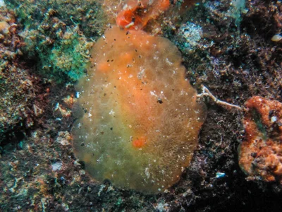 Rostanga lutescens - Tulamben, Bali, Indonesia