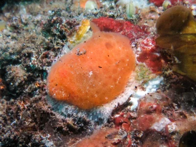 Rostanga lutescens - Tulamben, Bali, Indonesia