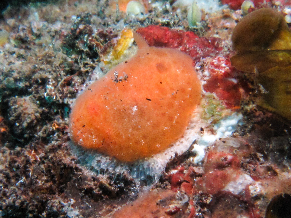 Rostanga lutescens - Tulamben, Bali, Indonesia