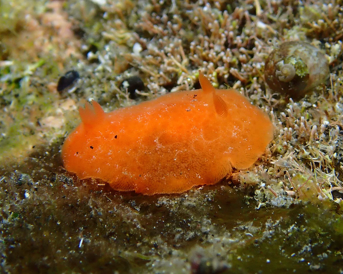 Rostanga lutescens - L'Étang-Salé, RE-PL, RE