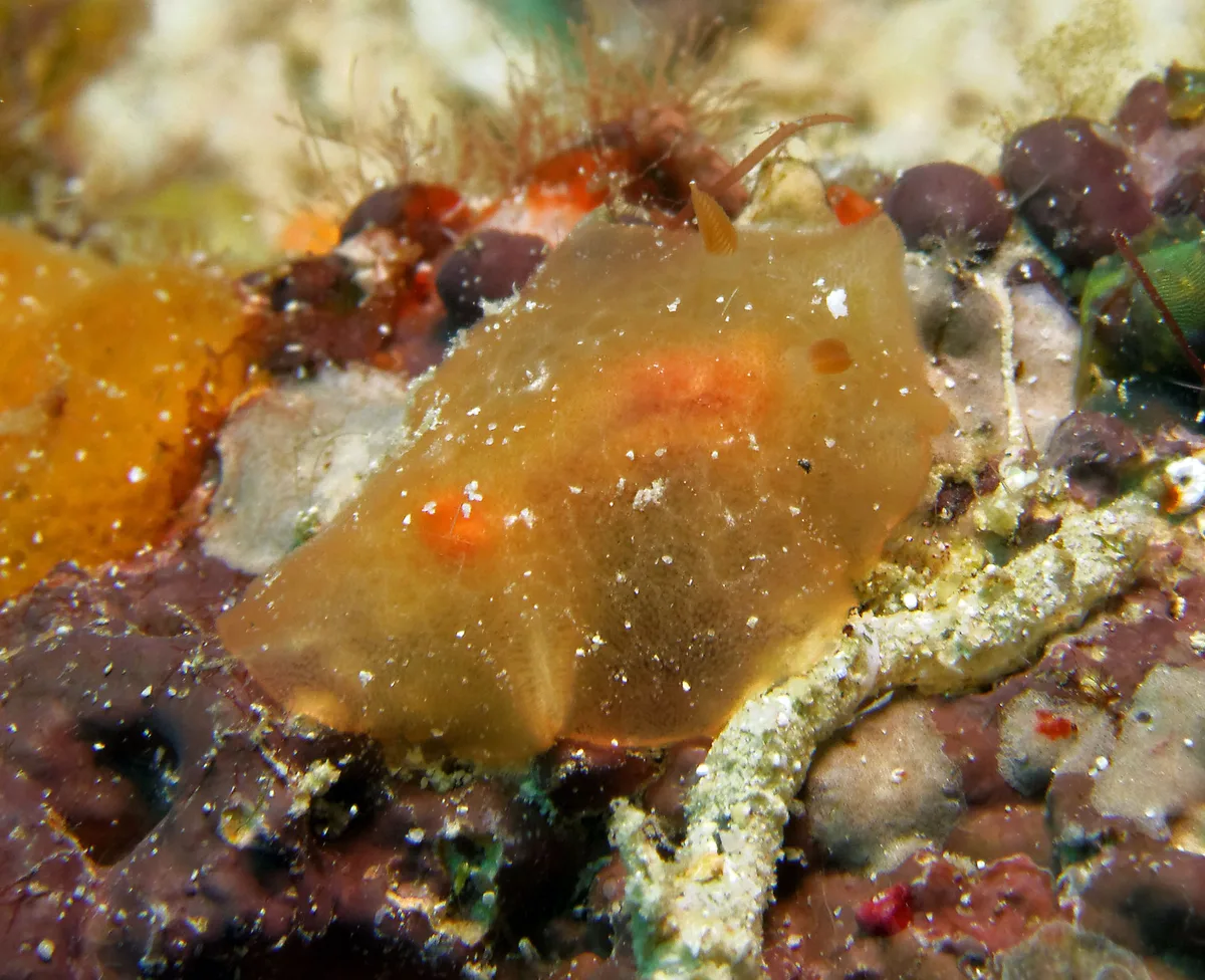 Rostanga lutescens - Romblon, PH