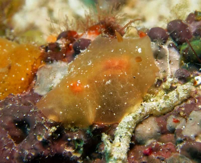 Rostanga lutescens - Romblon, PH
