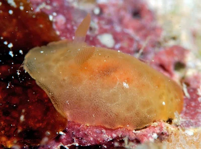 Rostanga lutescens - Kwajalein Atoll, RMI