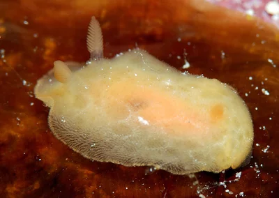 Rostanga lutescens - Kwajalein Atoll, RMI