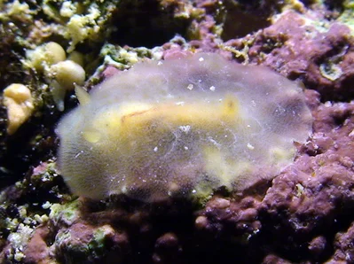 Rostanga lutescens - Kwajalein Atoll, RMI