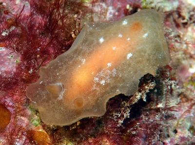 Rostanga lutescens - Kwajalein Atoll, RMI