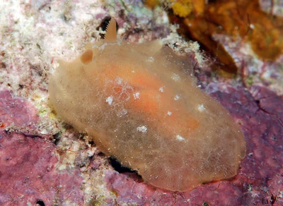 Rostanga lutescens - Kwajalein Atoll, RMI