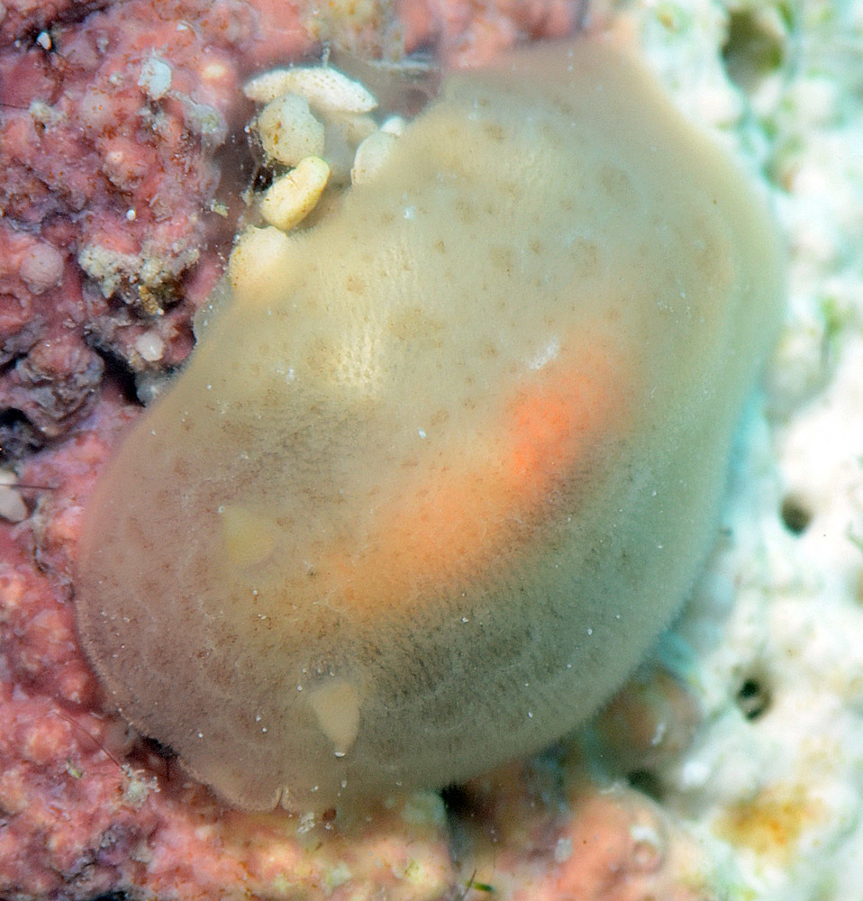 Rostanga lutescens - Kwajalein Atoll, RMI
