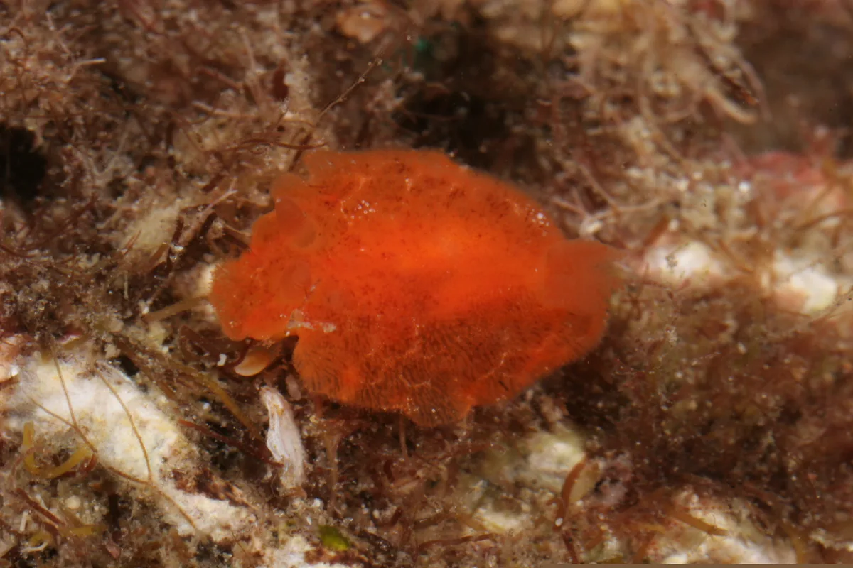 Rostanga lutescens - Tingloy, Batangas, Philippines