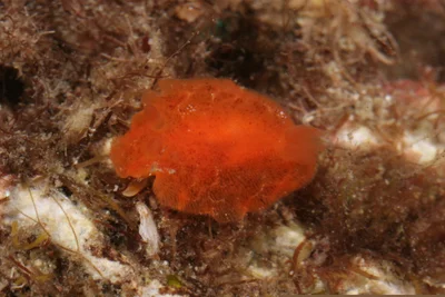 Rostanga lutescens - Tingloy, Batangas, Philippines