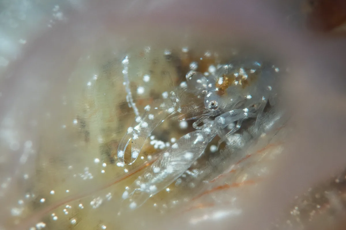 White-Spotted Ascidian Shrimp
