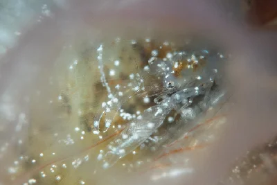 White-Spotted Ascidian Shrimp