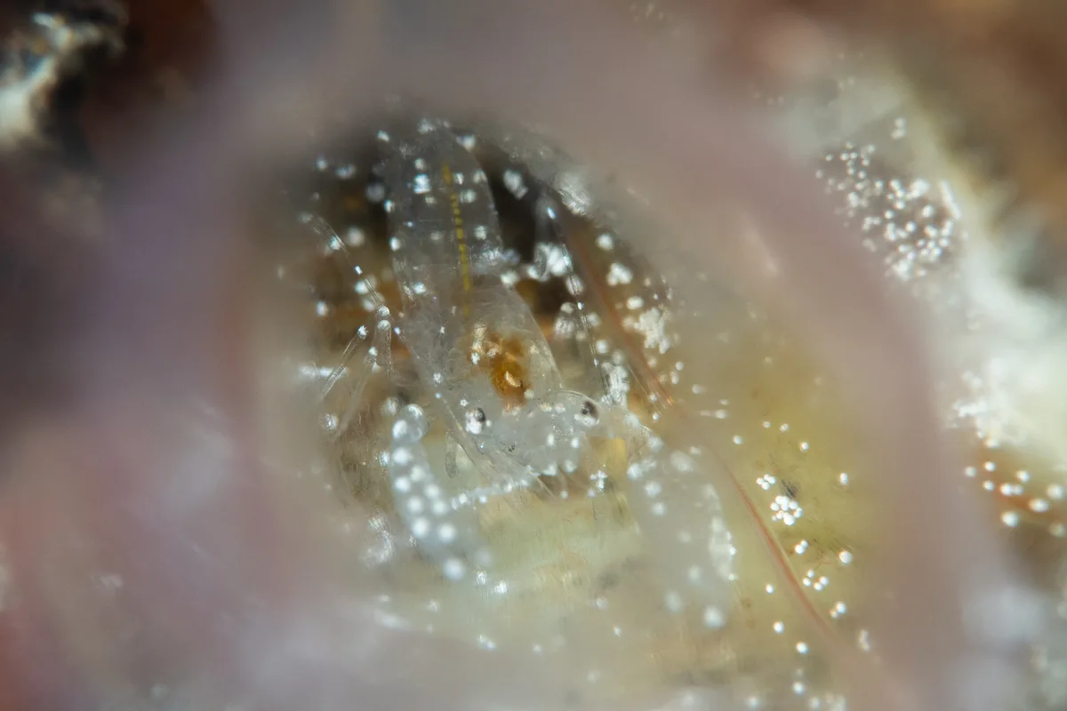 White-Spotted Ascidian Shrimp