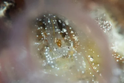 White-Spotted Ascidian Shrimp
